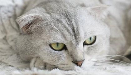 kaiyun官方入口登录-中甲风云再起老牌劲旅誓言冲超