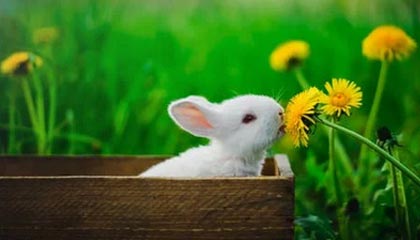 开云·体育官方网站入口-比赛策略揭秘：得分高手的战术布局，球赛战术