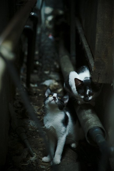 “2025世界游泳锦标赛:新加坡泳池上演无与伦比的精彩”