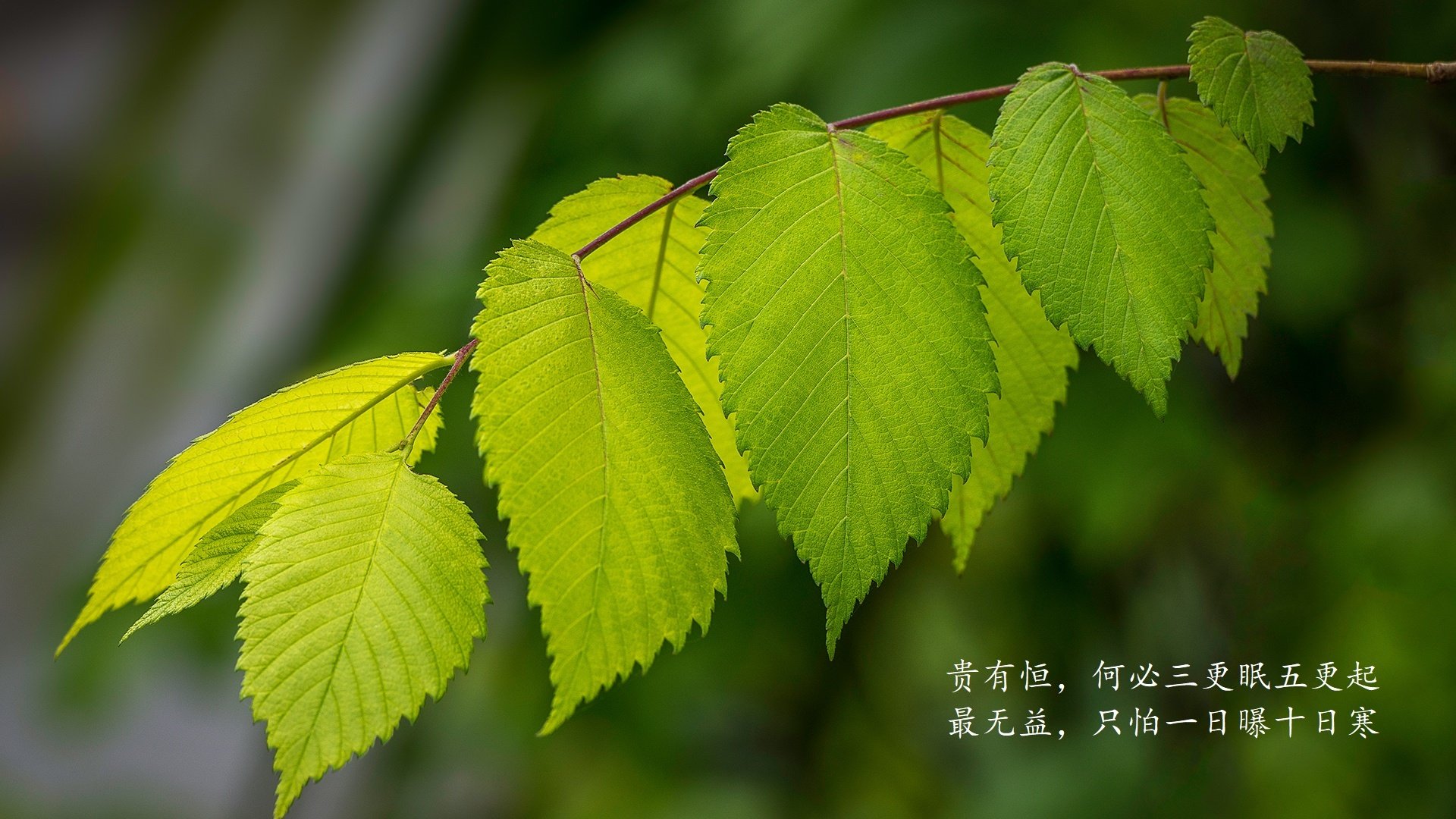 波兰队赛制分析：如何在赛制中应对强敌的挑战，波兰联赛水平