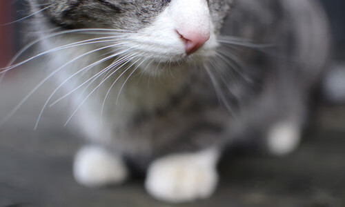 恩多比·恩乔：南非队的进攻枢纽，关键时刻的“进球机器”