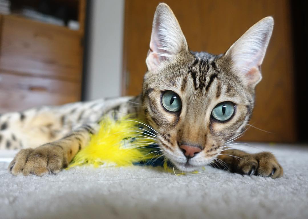 欧洲杯攻防博弈：策略变换中争锋相对！，欧洲杯2021攻略