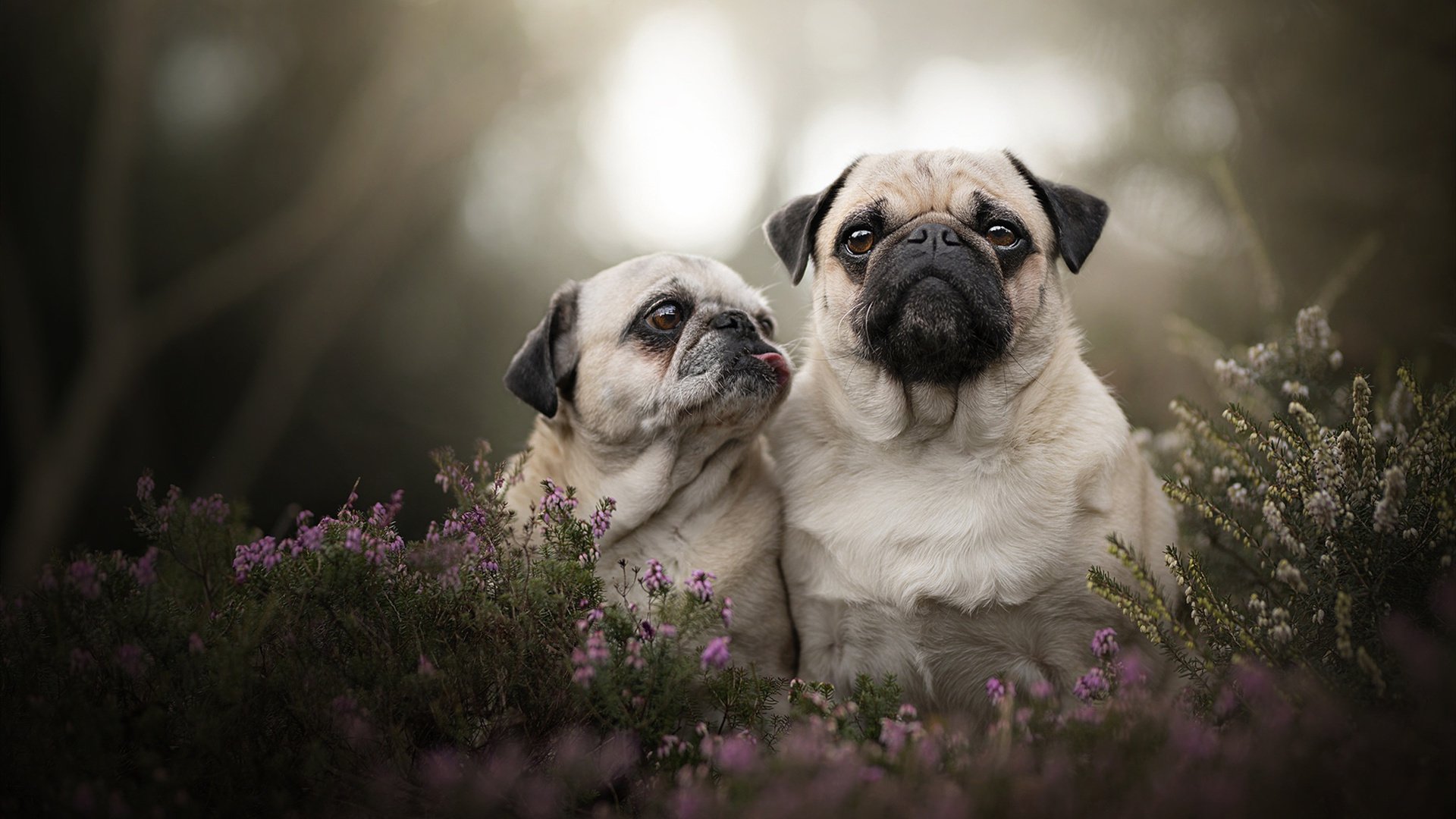 西班牙青年队在欧洲青年赛事中表现出色，未来可期